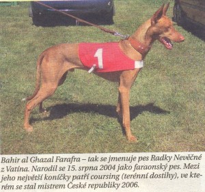 Soutěž o nejhezčího psa Vysočiny - Bahir