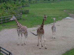 ZOO Praha - žirafy